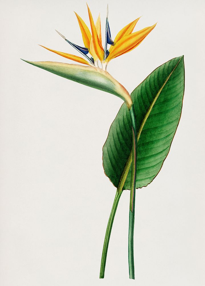 Vintage Illustration of Bird of paradise (Strelitzia Reginae)