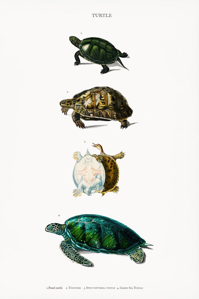 Different types of turtles illustrated by Charles Dessalines D' Orbigny (1806-1876). Digitally enhanced from our own 1892…