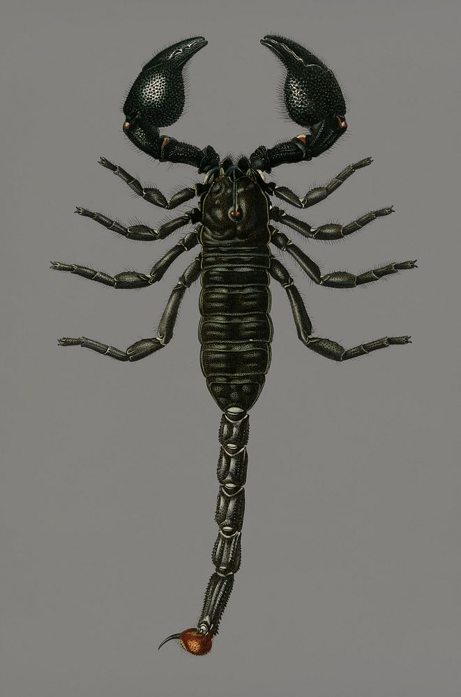 Vintage Illustration of The Emperor Scorpion.