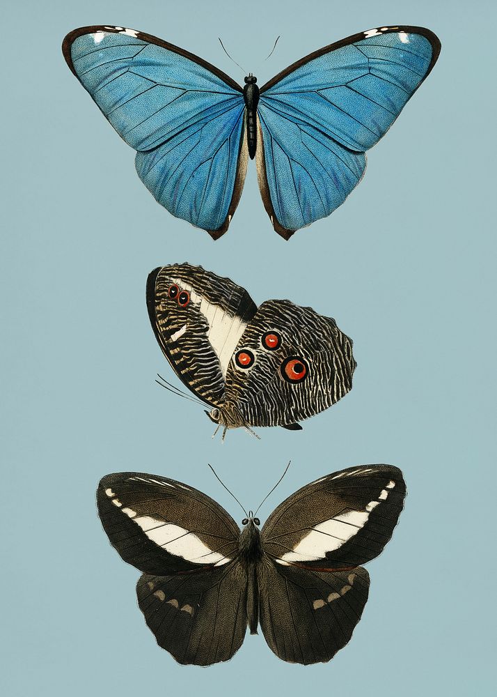 Vintage Illustration of Different types of butterfly.