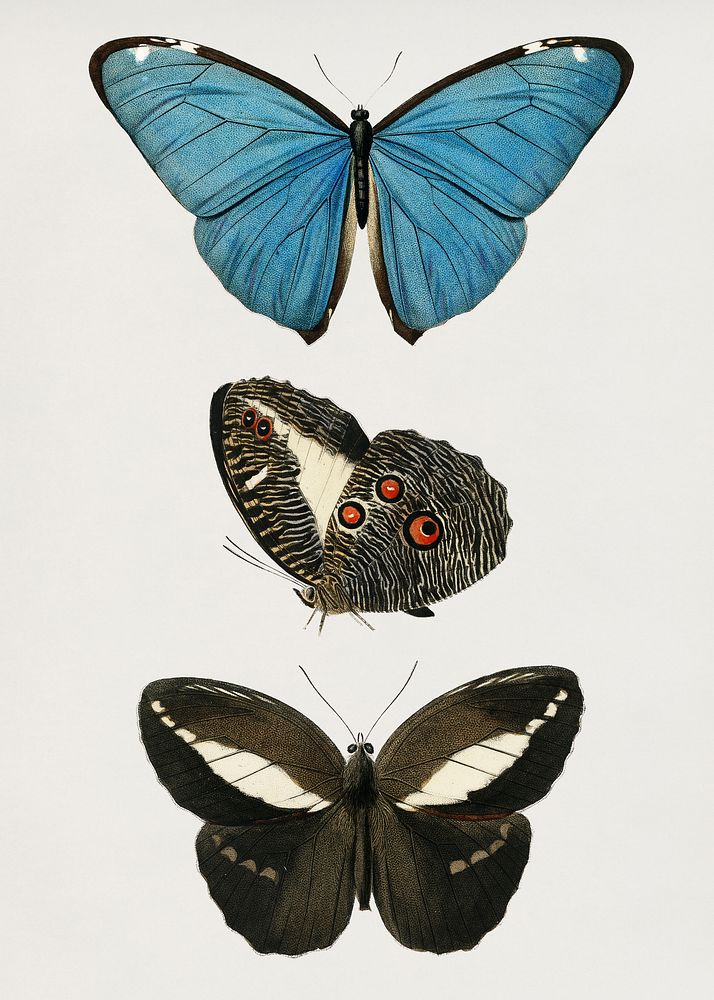 Vintage Illustration of Different types of butterfly