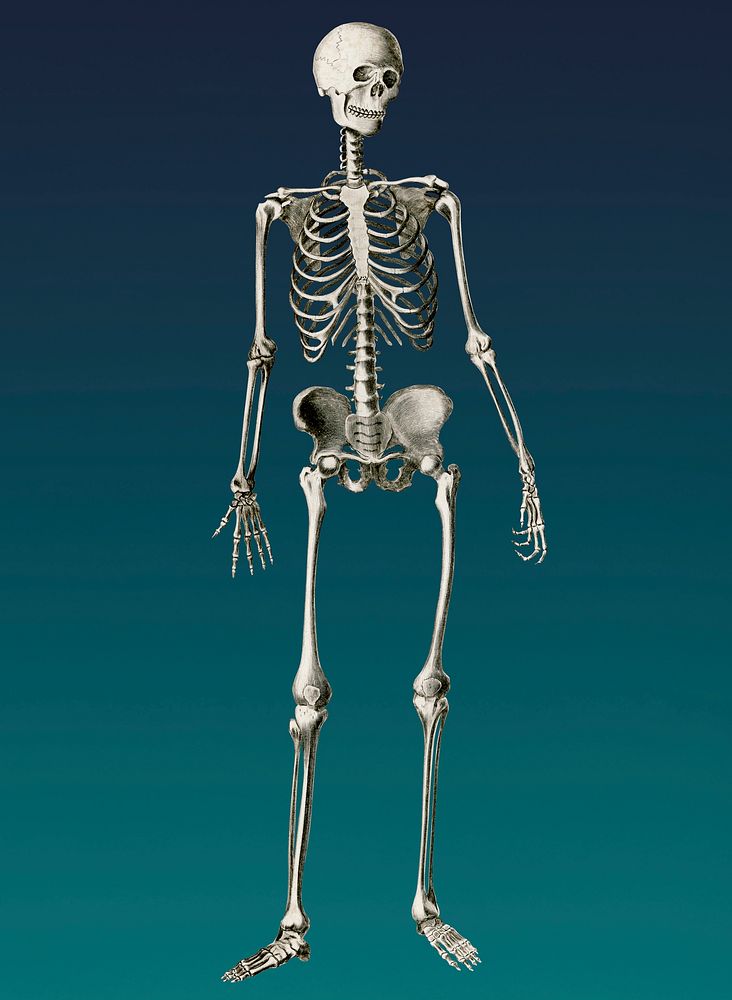 Vintage Illustration of Human skeleton.