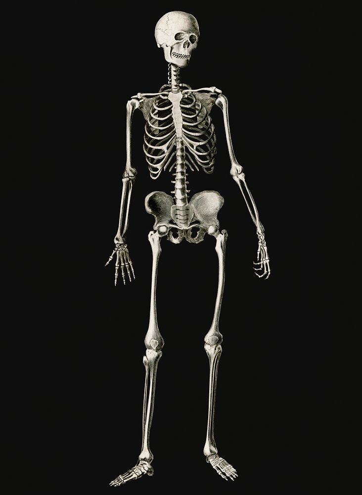 Vintage Illustration of Human skeleton