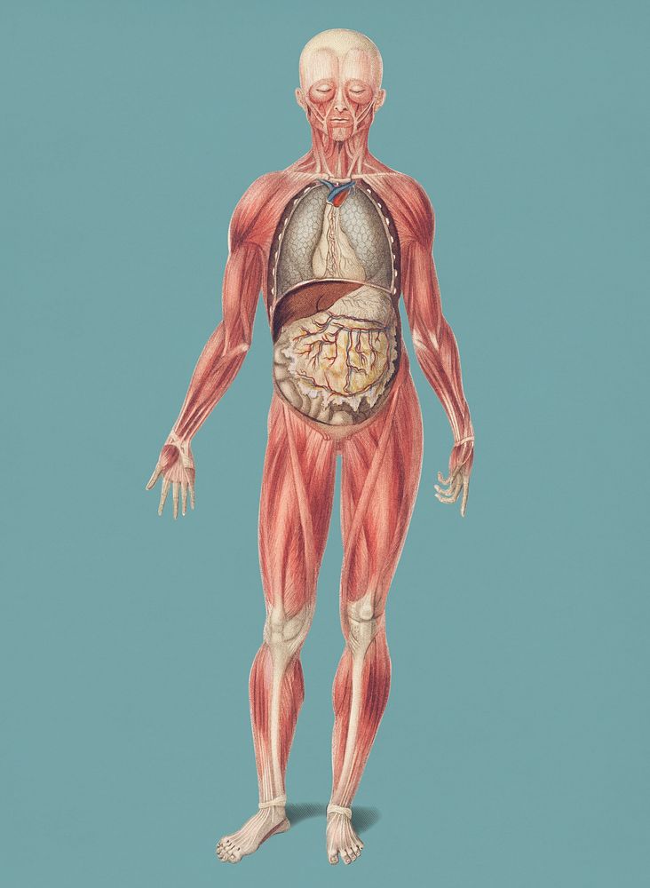 Vintage Illustration of Myology and disposition of the viscera.