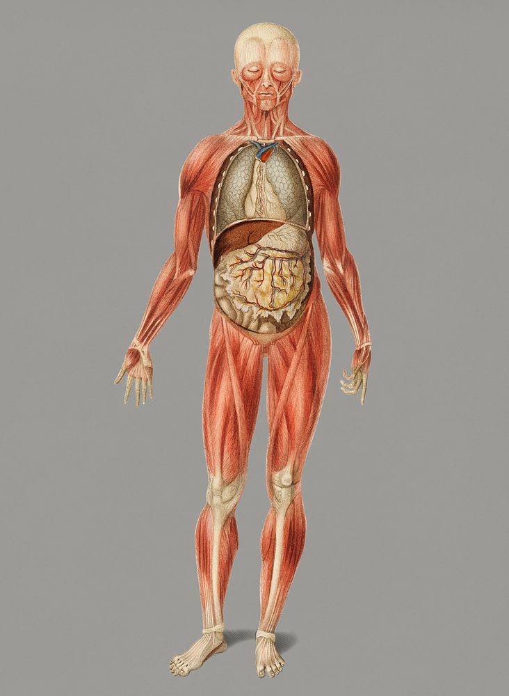 Vintage Illustration of Myology and disposition of the viscera.