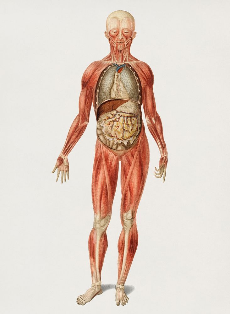 Vintage Illustration of Myology and disposition of the viscera