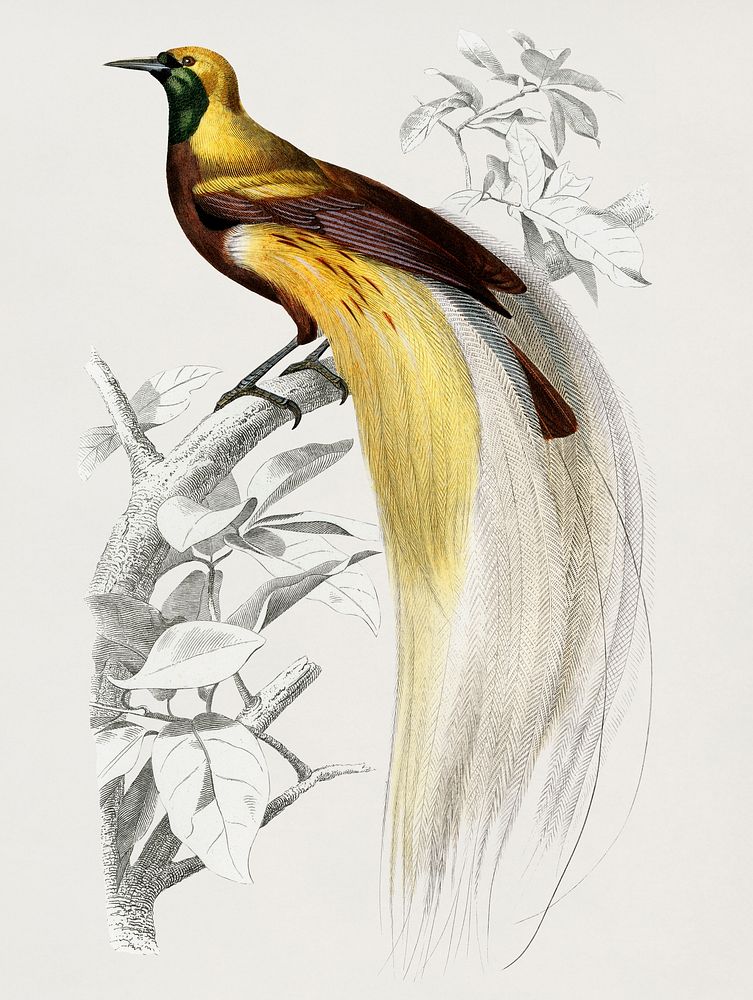Vintage Illustration of The greater bird-of-paradise (Paradisaea apoda)