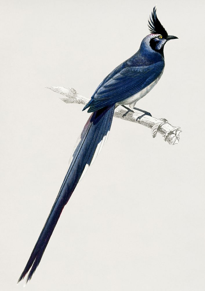 Vintage Illustration of Black-throated magpie-jay (Pica colliei) illustrated by Charles Dessalines D' Orbigny (1806-1876).…