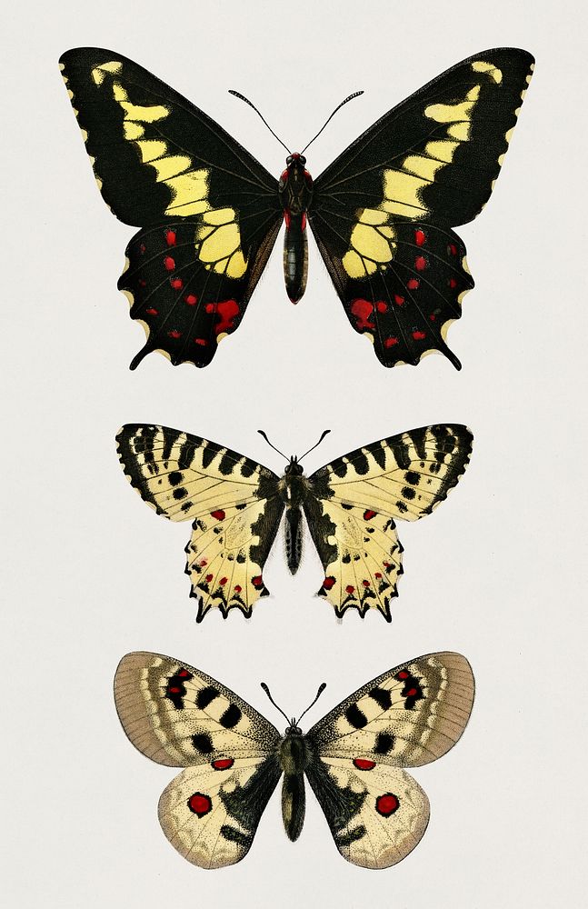 Different types of butterfly illustrated by Charles Dessalines D' Orbigny (1806-1876). Digitally enhanced from our own 1892…