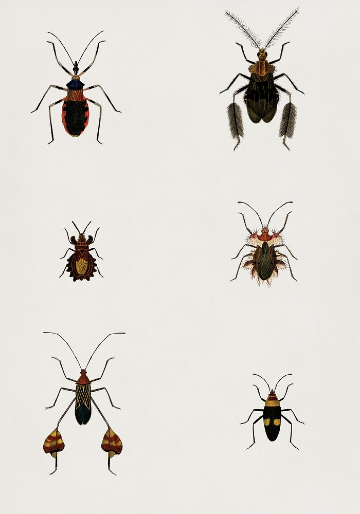 Different types of bugs illustrated by Charles Dessalines D' Orbigny (1806-1876).Digitally enhanced from our own 1892…