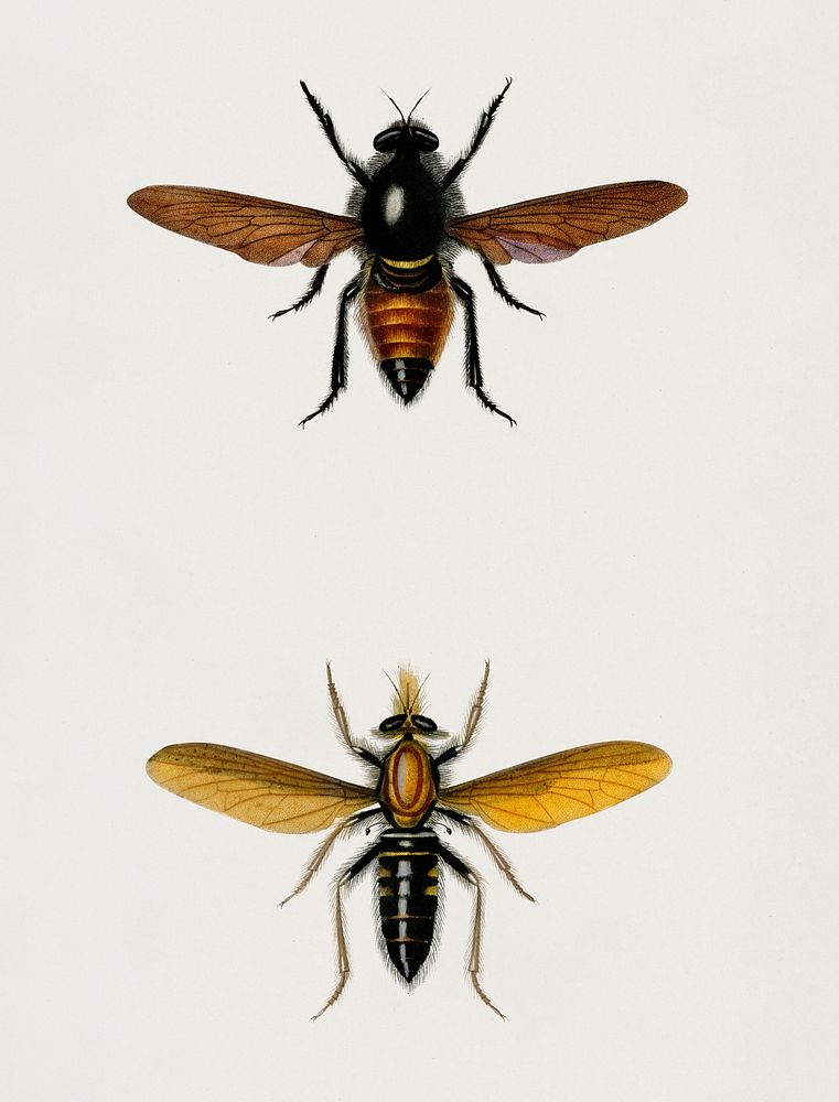 Different types of bugs illustrated by Charles Dessalines D' Orbigny (1806-1876).Digitally enhanced from our own 1892…