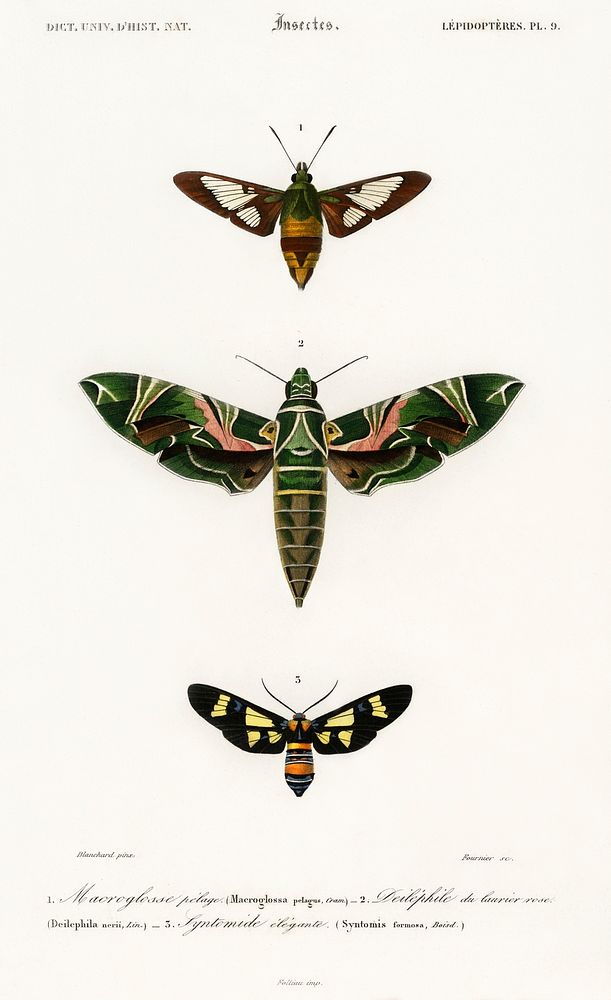 Different types of moths illustrated by Charles Dessalines D' Orbigny (1806-1876). Digitally enhanced from our own 1892…