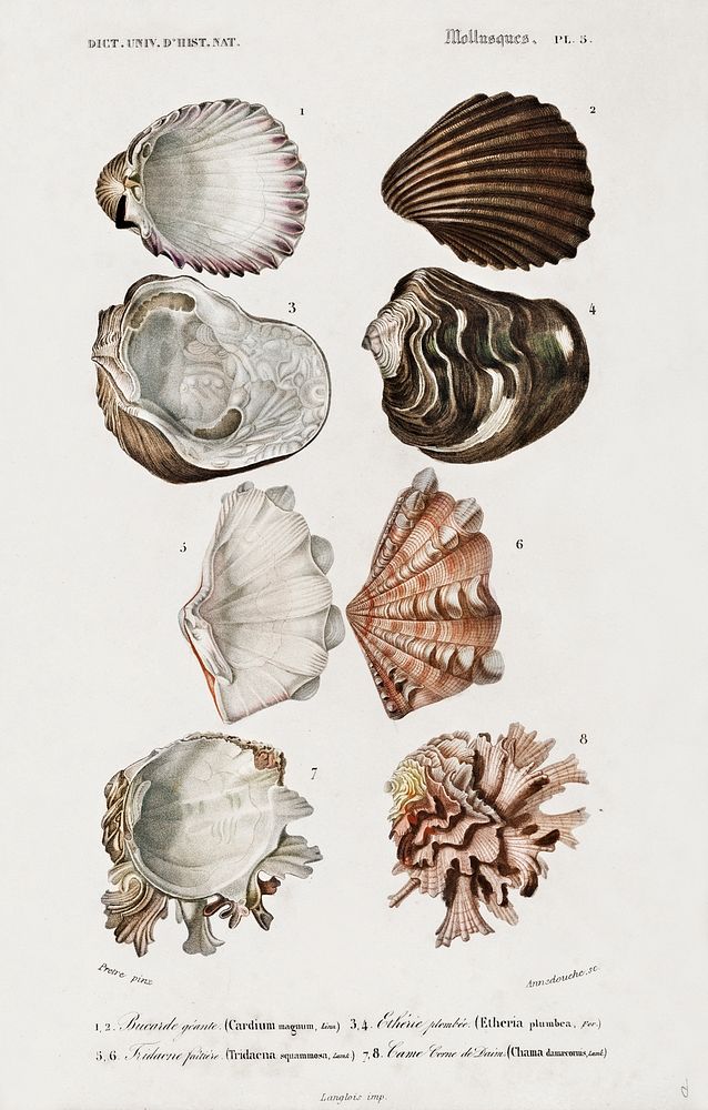 Different types of mollusks illustrated byCharles Dessalines D' Orbigny (1806-1876). Digitally enhanced from our own 1892…
