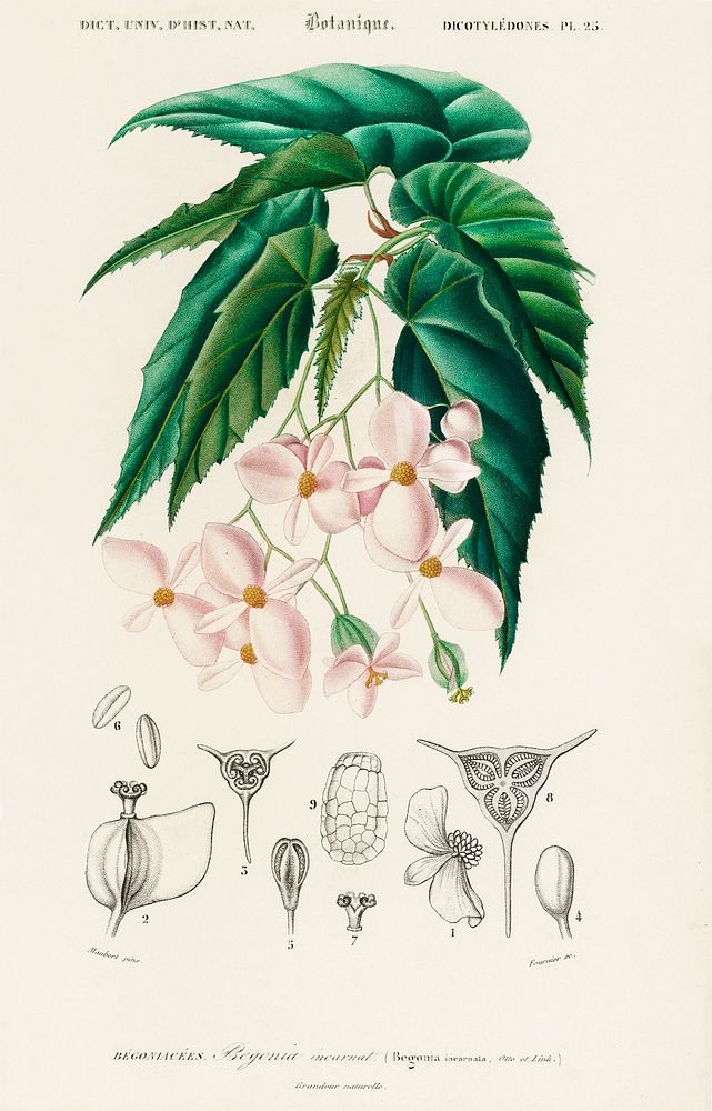 Begonia (Begonia incarnata) illustrated by Charles Dessalines D' Orbigny (1806-1876). Digitally enhanced from our own 1892…
