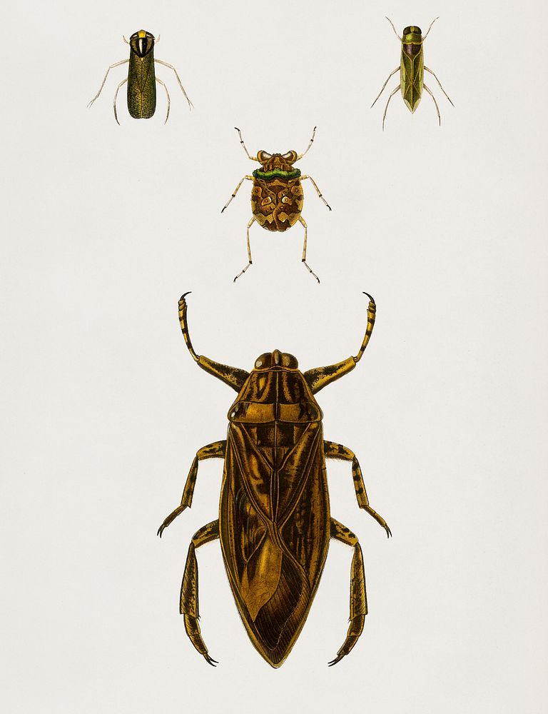 Different types of insects illustrated by Charles Dessalines D' Orbigny (1806-1876). Digitally enhanced from our own 1892…