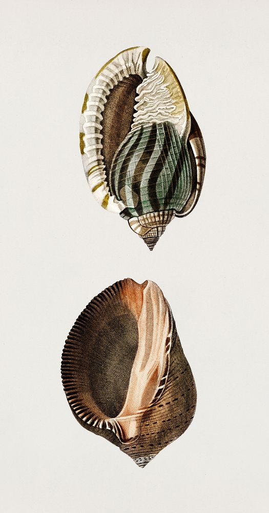 Striped bonnet (Cassis undata) and Persian purpura (Purpura persica) illustrated by Charles Dessalines D' Orbigny (1806…