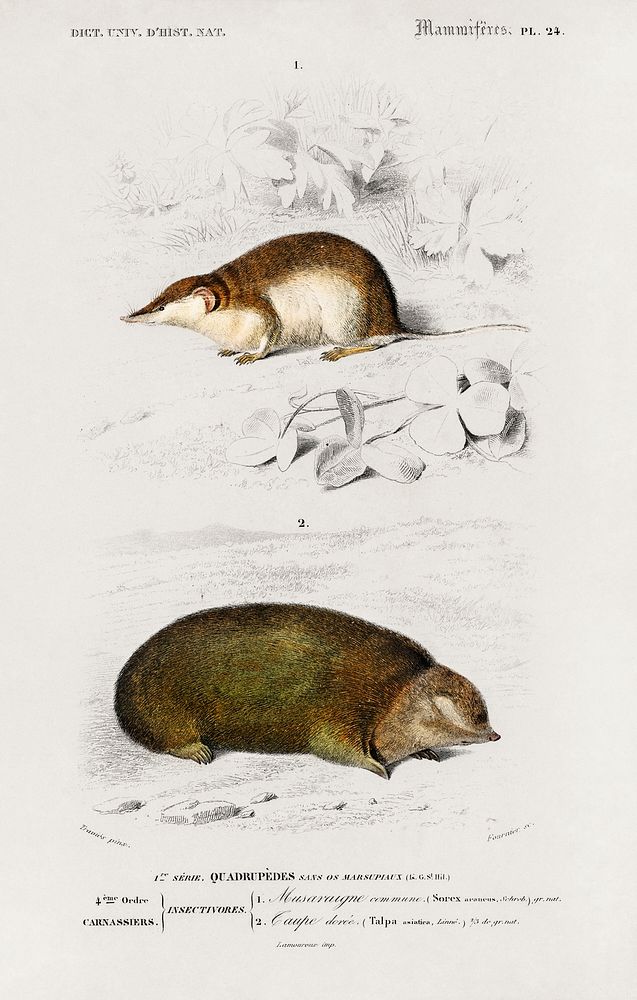 Shrew (Sorex) and Golden mole (Chrysochloridae) illustrated by Charles Dessalines D' Orbigny (1806-1876). Digitally enhanced…
