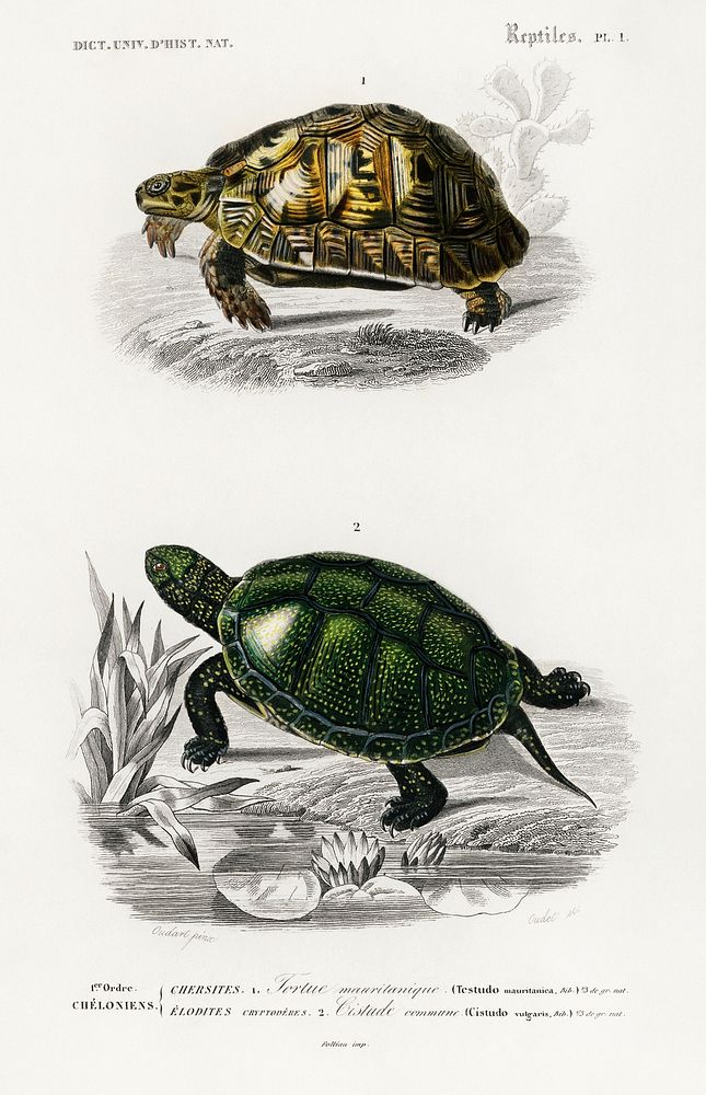 Tortoises (Testudo) and Pond turtle (Emys orbicularis) illustrated by Charles Dessalines D' Orbigny (1806-1876). Digitally…