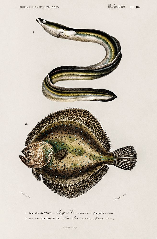 Different types of fishes illustrated by Charles Dessalines D' Orbigny (1806-1876). Digitally enhanced from our own 1892…