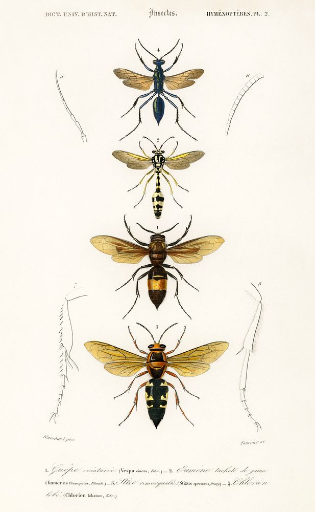 Different types of wasps illustrated by Charles Dessalines D' Orbigny (1806-1876). Digitally enhanced from our own 1892…