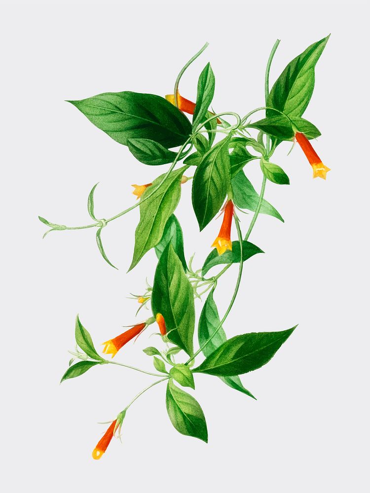 Candy corn Vine (Manettia bicolor) illustrated by Charles Dessalines D' Orbigny (1806-1876). Digitally enhanced from our own…