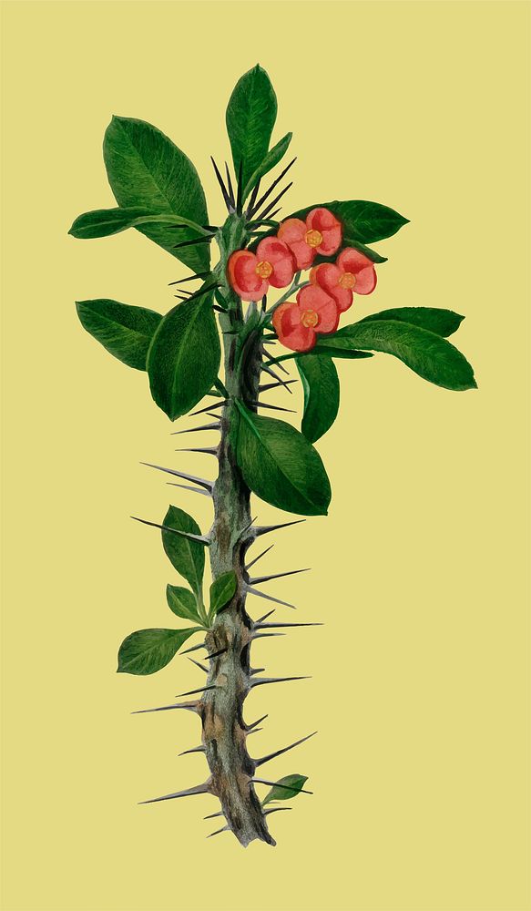 Euphorbia Splendens illustrated by Charles Dessalines D' Orbigny (1806-1876). Digitally enhanced from our own 1892 edition…