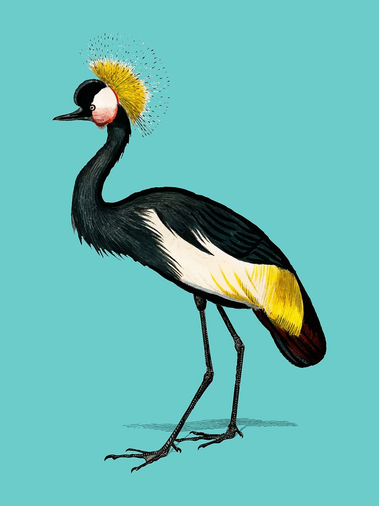 Black crowned crane (Balearica pavonina) illustrated by Charles Dessalines D' Orbigny (1806-1876). Digitally enhanced from…