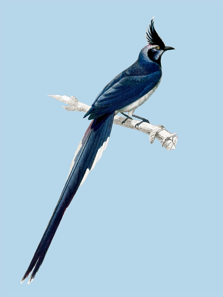 Black-throated magpie-jay (Pica colliei) illustrated by Charles Dessalines D' Orbigny (1806-1876). Digitally enhanced from…