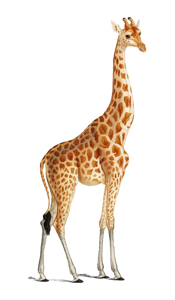 Giraffe (Giraffa camelopardalis) illustrated by Charles Dessalines D' Orbigny (1806-1876). Digitally enhanced from our own…