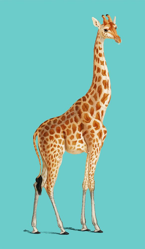 Giraffe (Giraffa camelopardalis) illustrated by Charles Dessalines D' Orbigny (1806-1876). Digitally enhanced from our own…