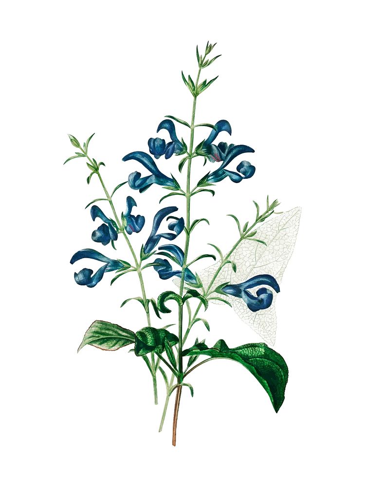 Salvia patens illustrated by Charles Dessalines D' Orbigny (1806-1876). Digitally enhanced from our own 1892 edition of…