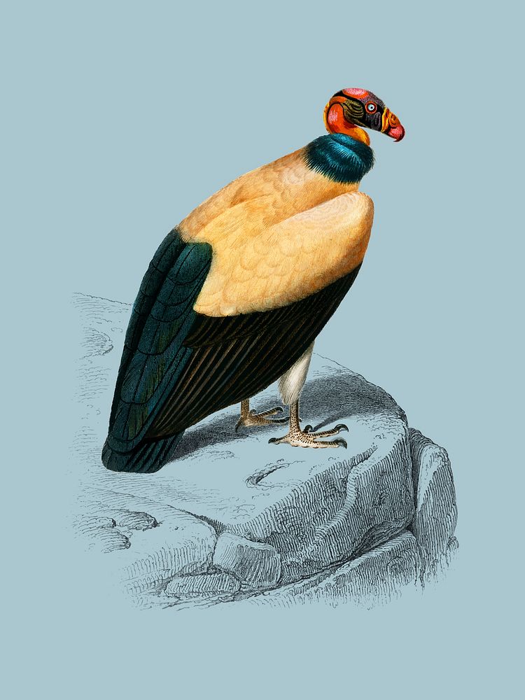 King vulture (Sarcoramphus papa) illustrated by Charles Dessalines D' Orbigny (1806-1876). Digitally enhanced from our own…