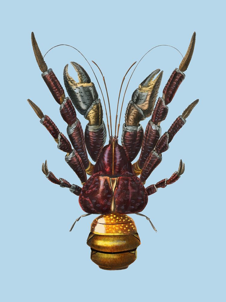 Coconut Crab (Birgus latroi) illustrated by Charles Dessalines D' Orbigny (1806-1876). Digitally enhanced from our own 1892…