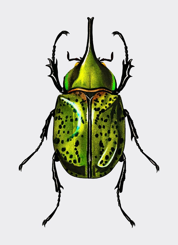 Eastern Hecules Beetle (Scarabaeus Hyllus) illustrated by Charles Dessalines D' Orbigny (1806-1876). Digitally enhanced from…