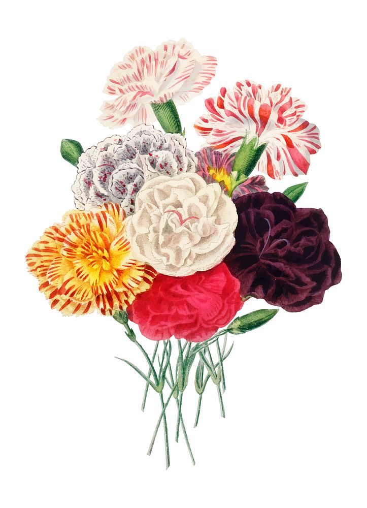 Carnation (Dianthus caryophyllus) illustrated by Charles Dessalines D' Orbigny (1806-1876). Digitally enhanced from our own…