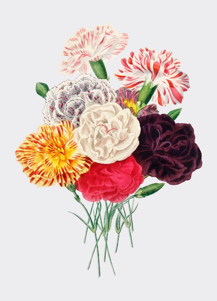Carnation (Dianthus caryophyllus) illustrated by Charles Dessalines D' Orbigny (1806-1876). Digitally enhanced from our own…