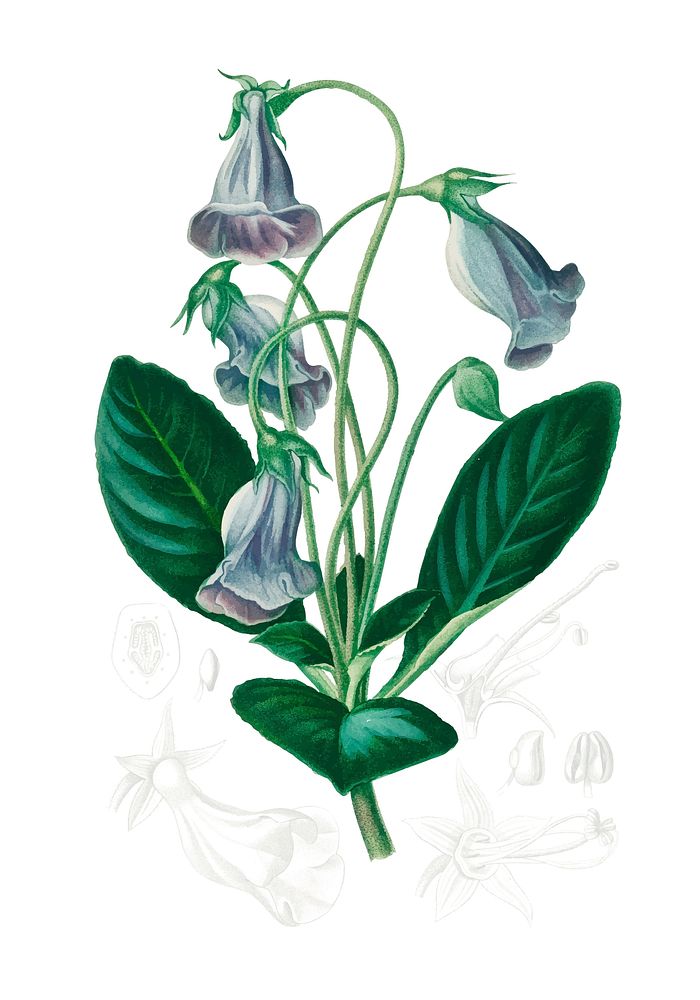 Brazilian gloxinia or Florist's gloxinia (Gloxinia caulescente) illustrated by Charles Dessalines D' Orbigny (1806-1876).…