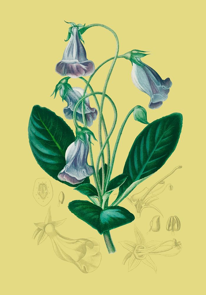 Brazilian gloxinia or Florist's gloxinia (Gloxinia caulescente) illustrated by Charles Dessalines D' Orbigny (1806-1876).…