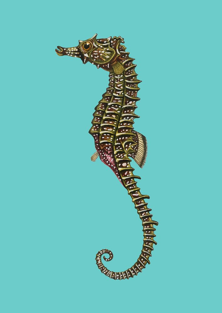 Lined seahorse (Hippocampus Erectus) illustrated by Charles Dessalines D' Orbigny (1806-1876). Digitally enhanced from our…