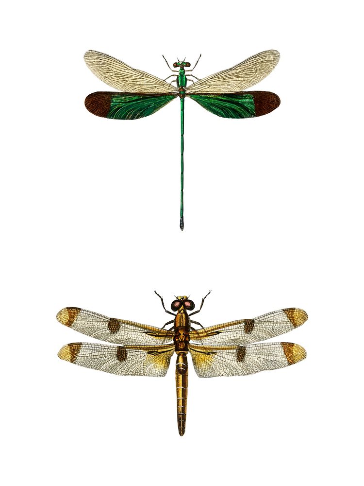 Different types of dragonflies illustrated by Charles Dessalines D' Orbigny (1806-1876). Digitally enhanced from our own…