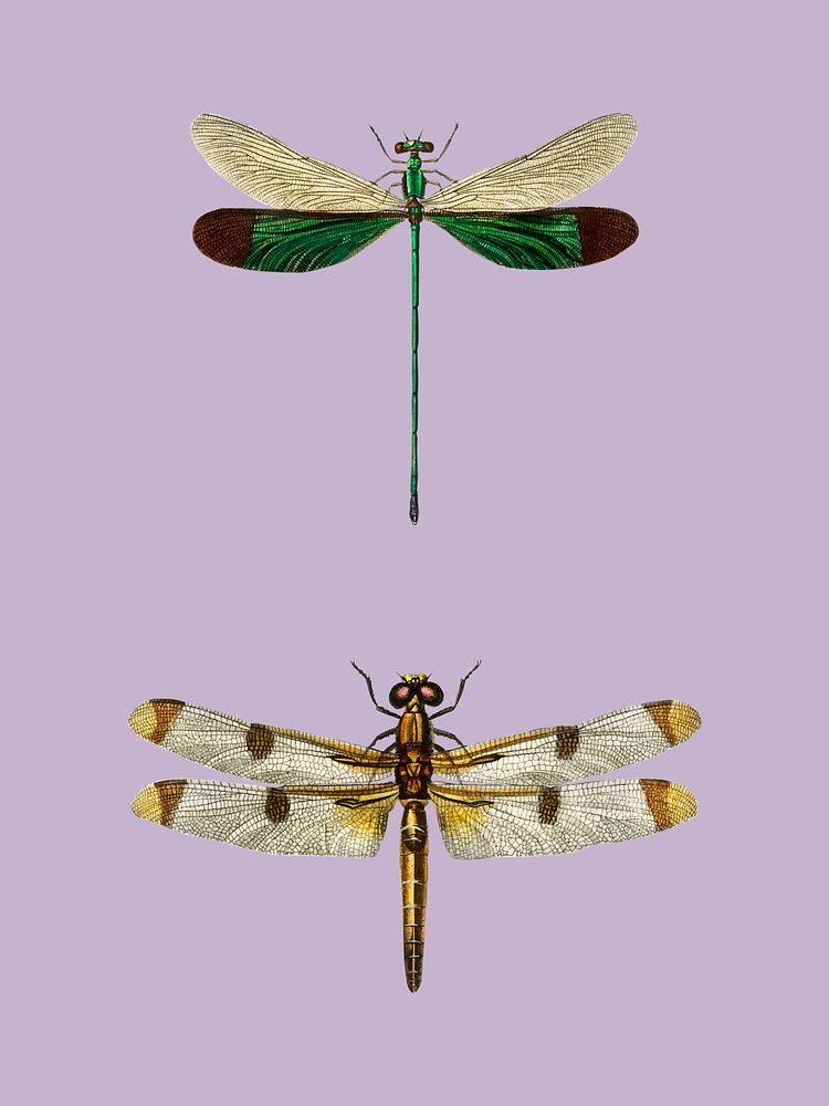 Different types of dragonflies illustrated by Charles Dessalines D' Orbigny (1806-1876). Digitally enhanced from our own…