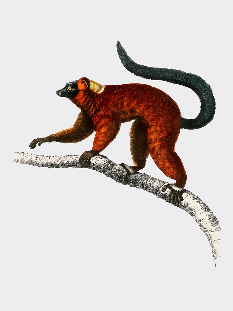 Red ruffed Lemur (Varecia Rubra) illustrated by Charles Dessalines D' Orbigny (1806-1876). Digitally enhanced from our own…