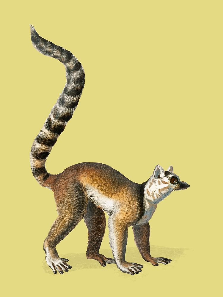 Ring-tailed Lemur (Lemur Catta) illustrated by Charles Dessalines D' Orbigny (1806-1876). Digitally enhanced from our own…