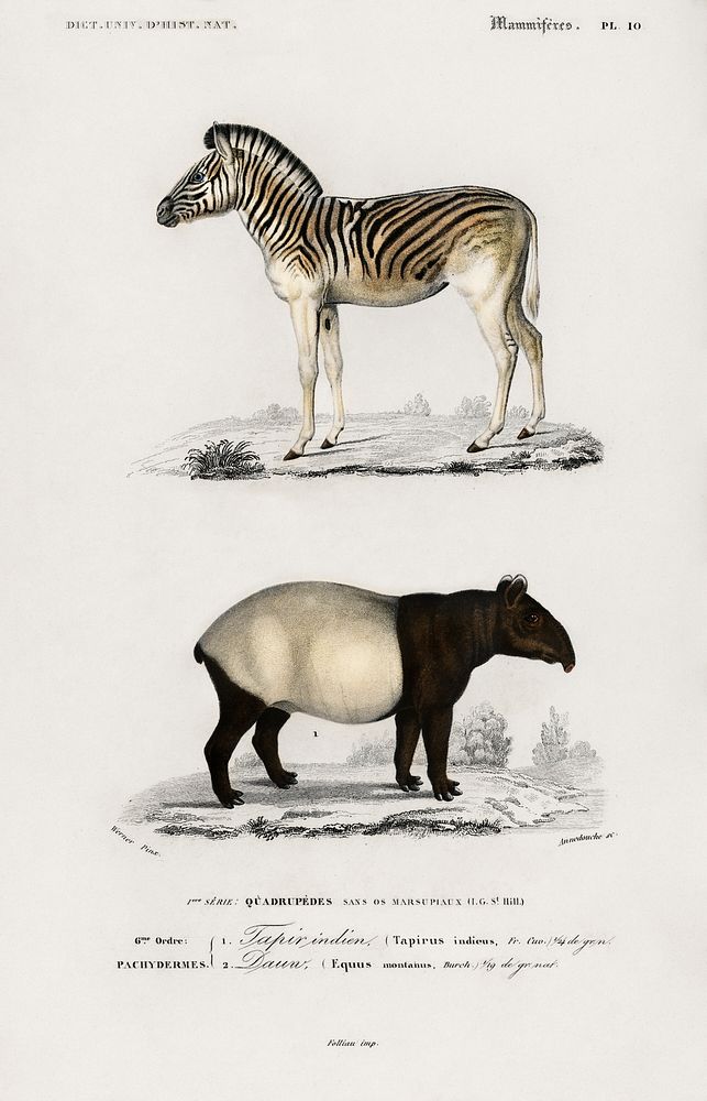 Malayan Tapir (Equus Montanus) and Mountain Zebra (Dauw) illustrated by Charles Dessalines D' Orbigny (1806-1876). Digitally…