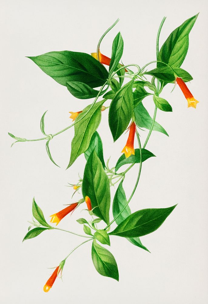 Candy corn Vine (Manettia bicolor) illustrated by Charles Dessalines D' Orbigny (1806-1876). Digitally enhanced from our own…