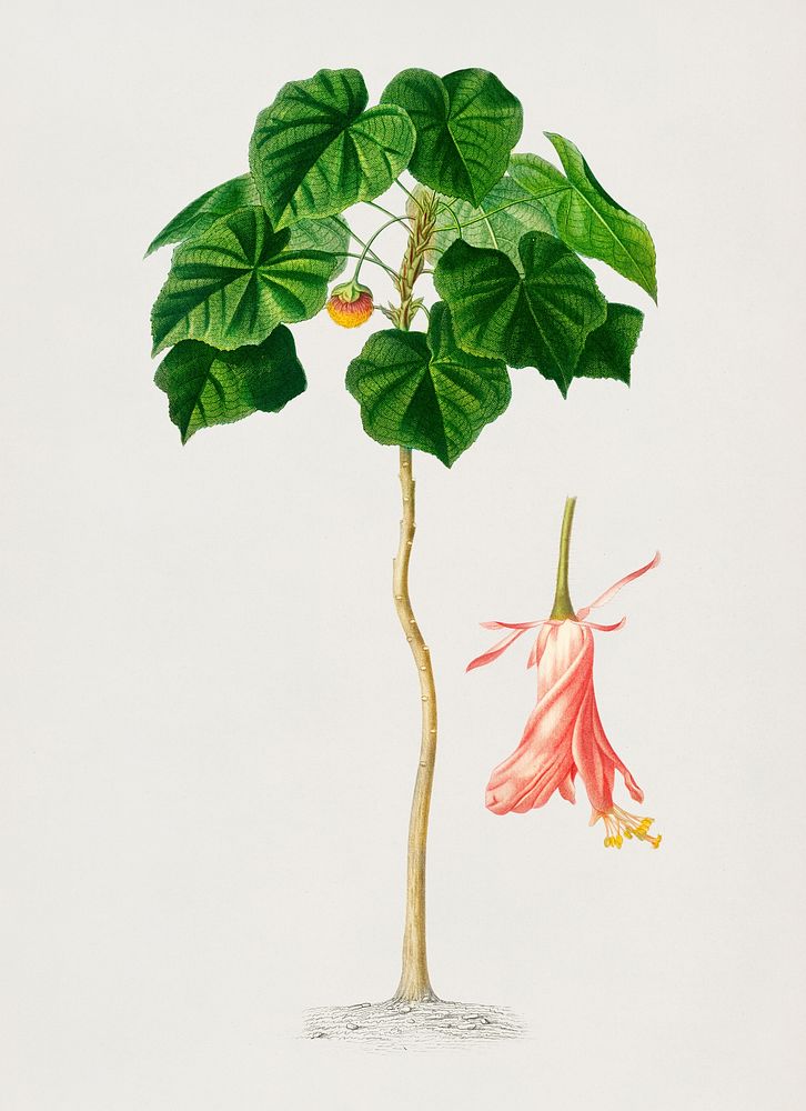 Astrapoea Wallichii illustrated by Charles Dessalines D' Orbigny (1806-1876). Digitally enhanced from our own 1892 edition…