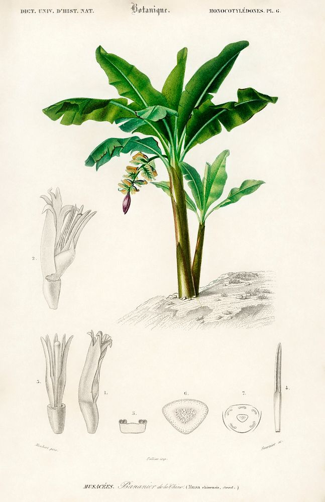 Musa Chinensis illustrated by Charles Dessalines D' Orbigny (1806-1876). Digitally enhanced from our own 1892 edition of…