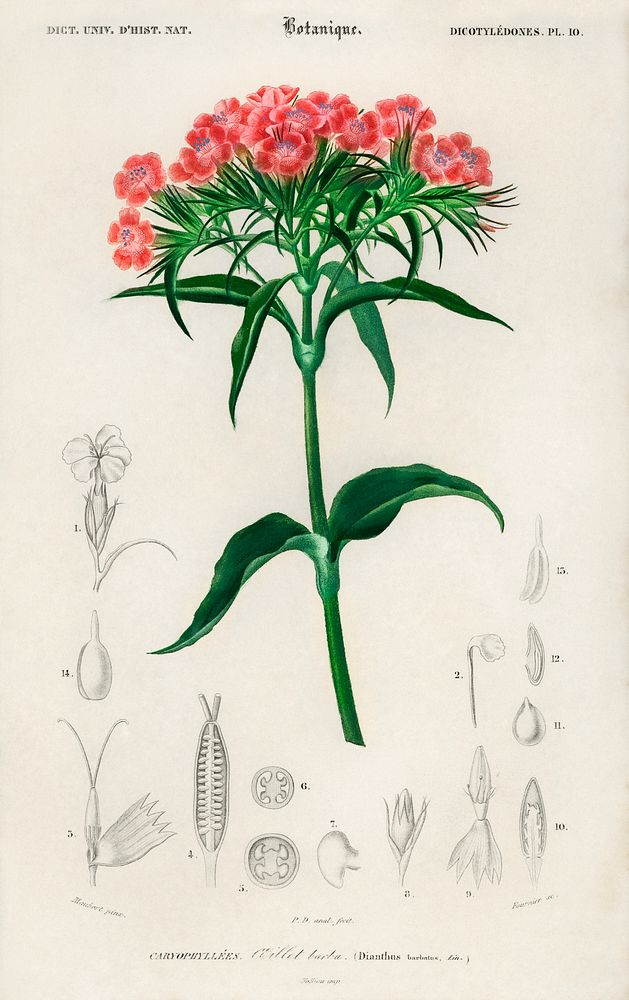 Sweet william (Dianthus barbatus) illustrated by Charles Dessalines D' Orbigny (1806-1876). Digitally enhanced from our own…