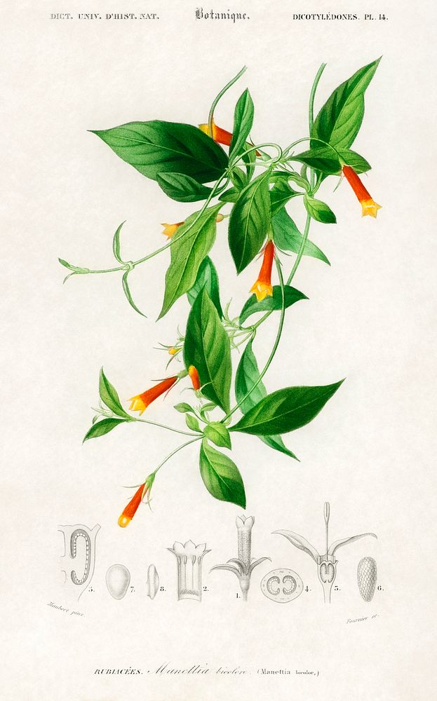 Candy corn Vine (Manettia bicolor) illustrated by Charles Dessalines D' Orbigny (1806-1876), Digitally enhanced from our own…