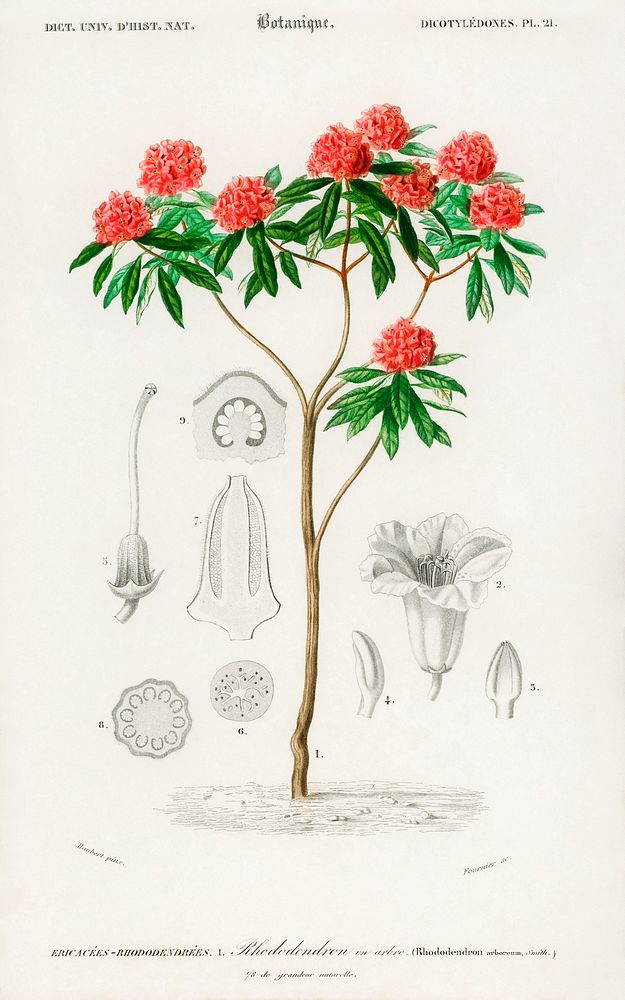 Rhododendron arboreum illustrated by Charles Dessalines D' Orbigny (1806-1876). Digitally enhanced from our own 1892 edition…